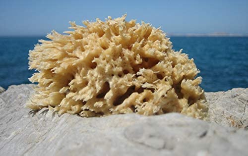 Natural Honeycomb Sea Sponge  Ana Wiz   